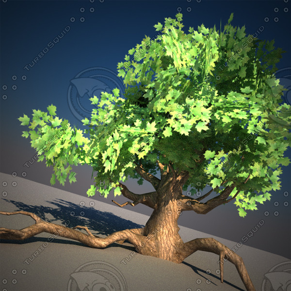 3d model scene maple tree - Maple Tree 02 scene Low Poly by cermaka
